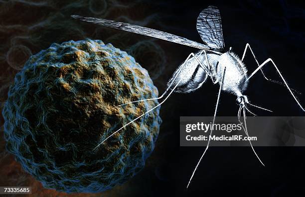 ilustrações, clipart, desenhos animados e ícones de the west nile virus - images