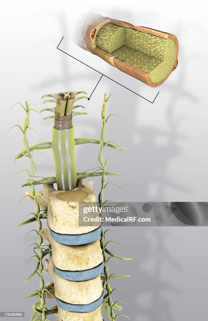 The spinal cord