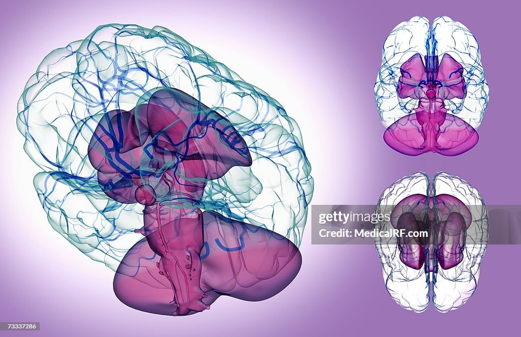 The brain