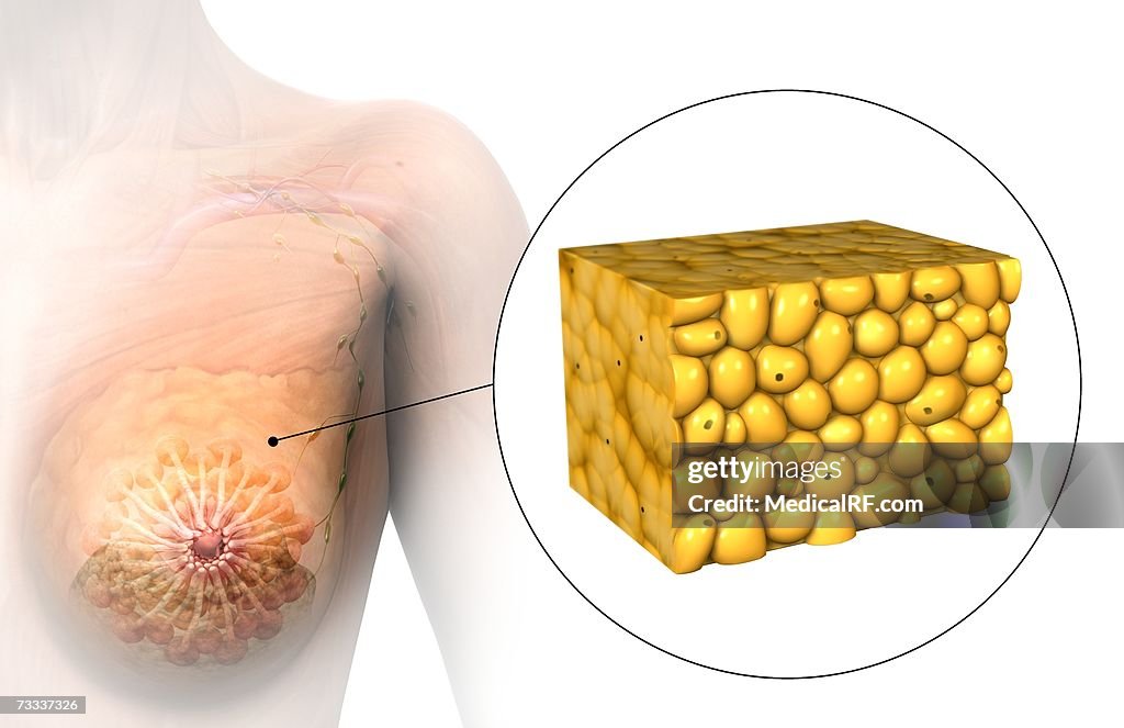 Adipose tissue
