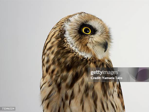 owl (strigformes), close-up - owl photos et images de collection