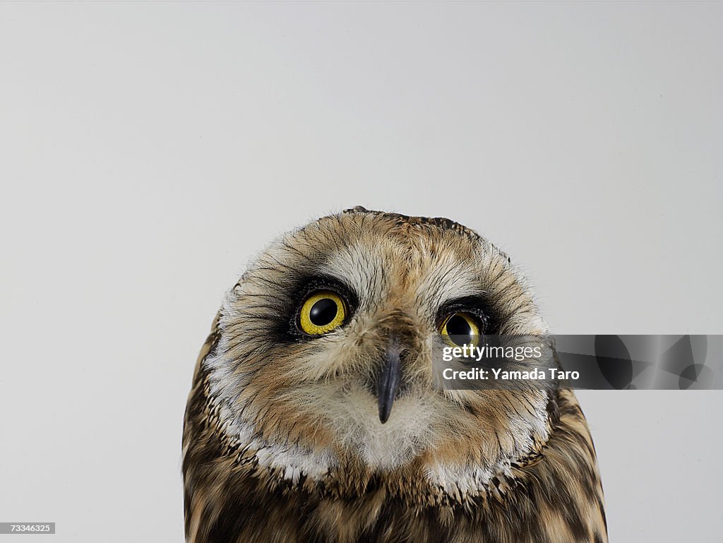 Owl (Strigformes), close-up, portrait