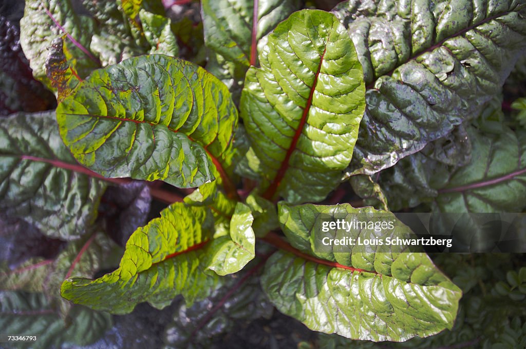 Green plant, elevated view