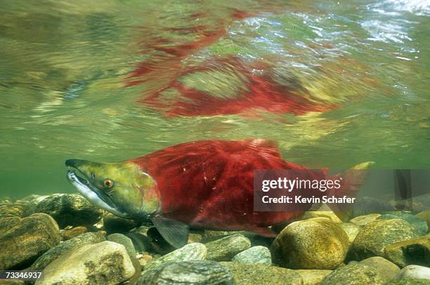 sockeye salmon (oncorhynchus nerka) underwater view - sockeye salmon stock pictures, royalty-free photos & images