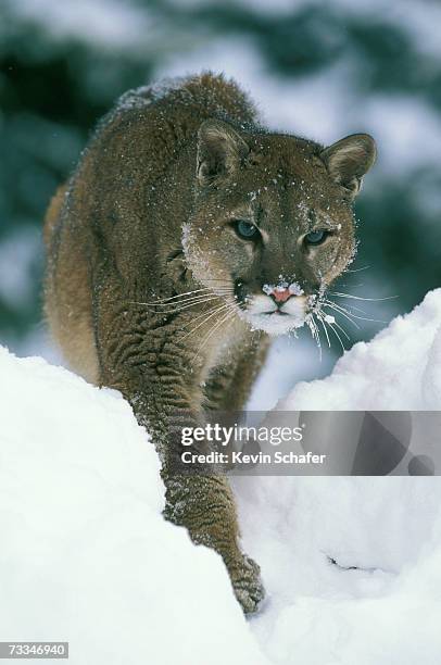 cougar (felis concolor) walking in snow - endangered animals stock pictures, royalty-free photos & images