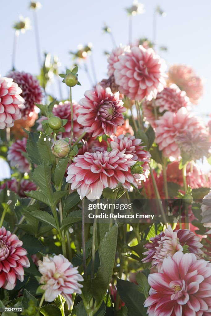 Pink and white dahlias