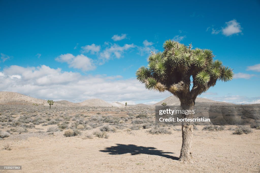 Joshua Tree In Desert Against Blue Sky