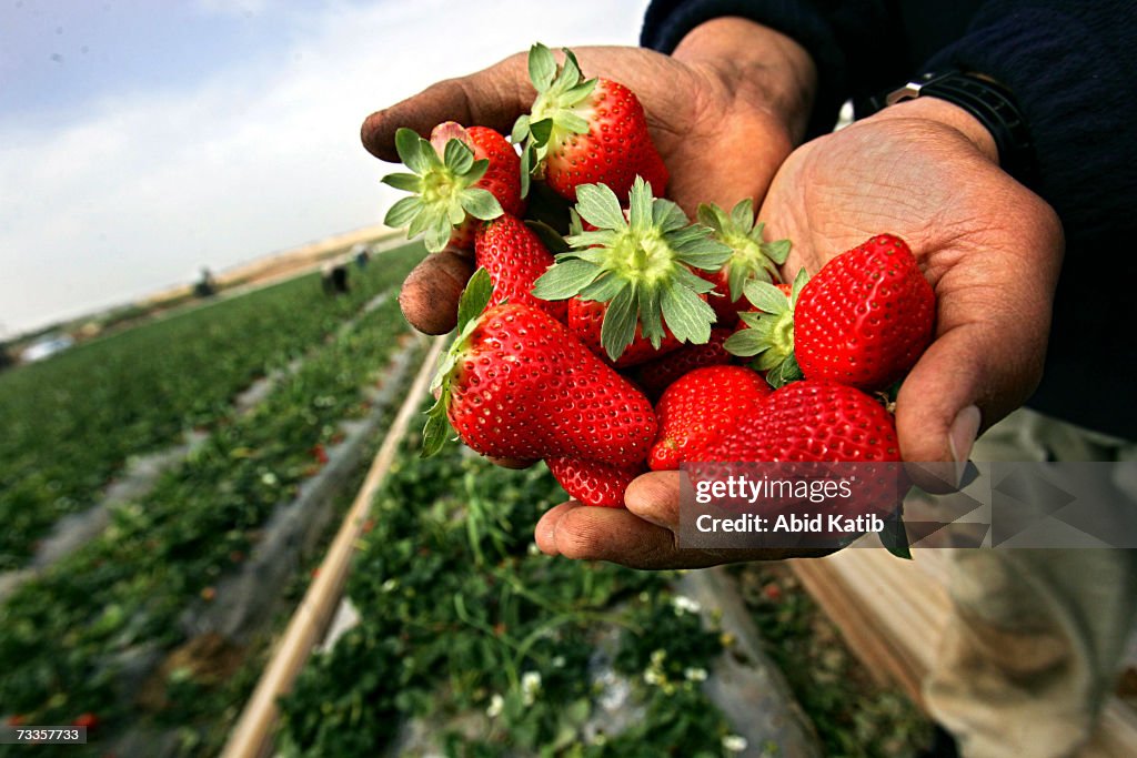 Palestinian Farmers Harvest Strawberry