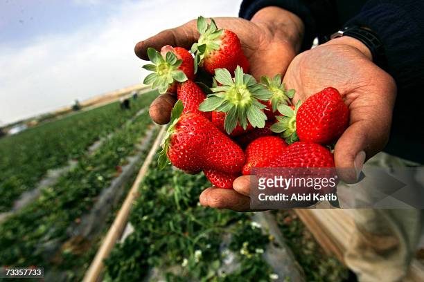 Palestinian farmers pick strawberries in their farm on February 17, 2007 in the Beit Lahia town, northern Gaza Strip. Palestinian farmers export...