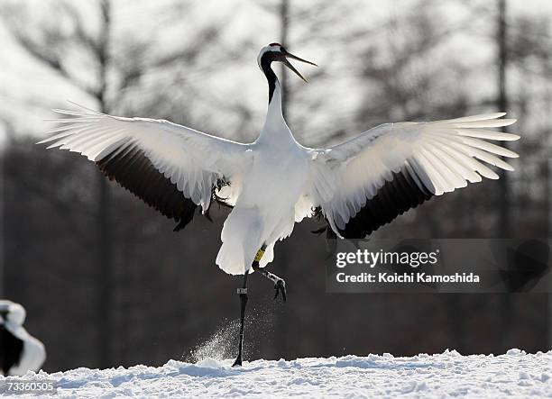 Japanese crane in a snow-covered field near the village of Tsurui on February 18, 2007 in the Akan district of Kushiro Subprefecture, Hokkaido...