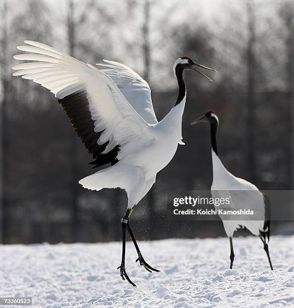 Japanese cranes in a snow-covered field near the village of Tsurui on February 18, 2007 in the Akan district of Kushiro Subprefecture, Hokkaido...