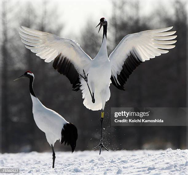 Japanese cranes in a snow-covered field near the village of Tsurui on February 18, 2007 in the Akan district of Kushiro Subprefecture, Hokkaido...