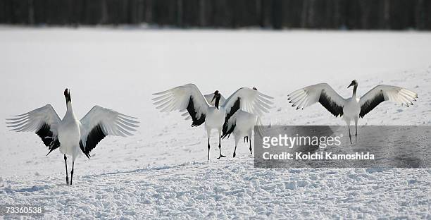 Japanese cranes in a snow-covered field near the village of Tsurui on February 18, 2007 in the Akan district of Kushiro Subprefecture, Hokkaido...
