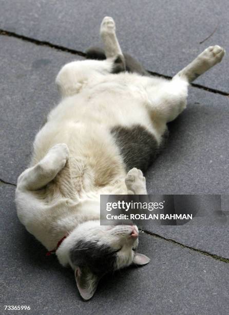 Stray cat takes a nap at the entrance of a temple in Singapore, 15 February 2007. Cats, which were once commonly found around the streets of the city...
