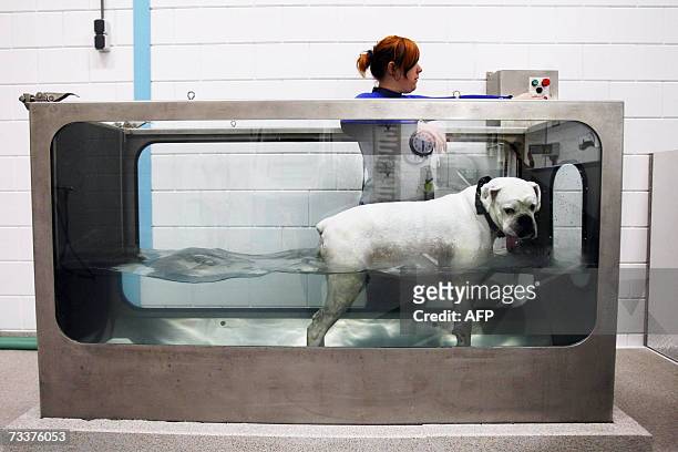 Ridderkerk, NETHERLANDS: Moesha the Dog walks on a runningband in the water aimed at advancing the strengthening of the muscles, 20 February 2007 at...