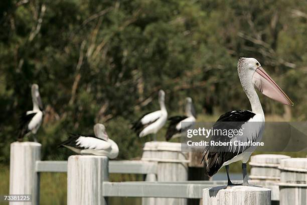 Pelicans are seen on the lock and weir 10. The lock and weir helps to provide navigation as well as pool level to facilitate pumping for irrigation...