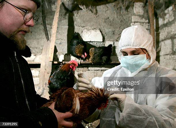 Poultry Injection Poultry Injection Photos and Premium High Res Pictures - Getty Images