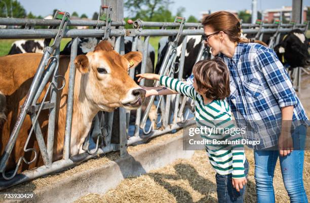 female farmer and boy petting cow on organic dairy farm - cowshed stock pictures, royalty-free photos & images