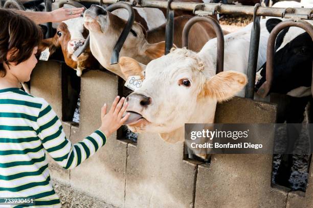 cow licking boys hand on organic dairy farm - cowshed stock pictures, royalty-free photos & images