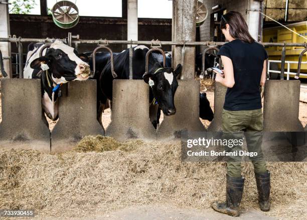 female farmer looking at smartphone in organic dairy farm cow shed - derechos de los animales fotografías e imágenes de stock