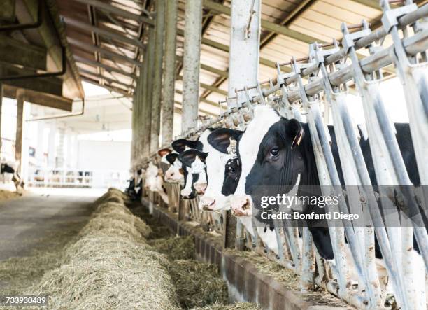 row of cows looking from stalls at organic dairy farm - cowshed stock pictures, royalty-free photos & images