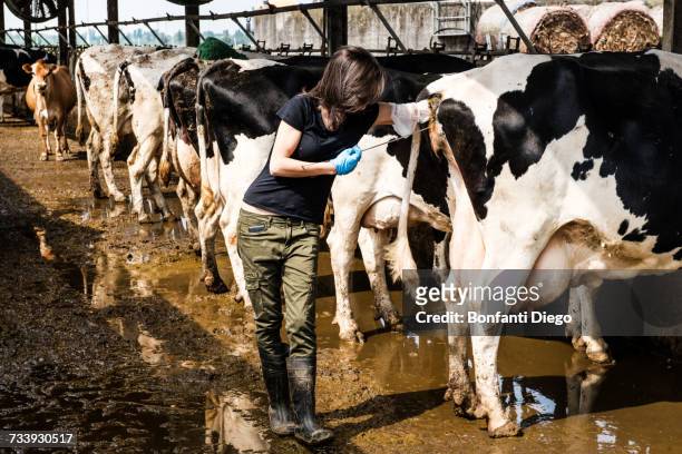 female organic farmer taking temperature from cows backside at dairy farm - cowshed stock pictures, royalty-free photos & images