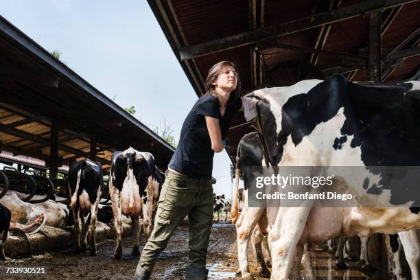 female organic farmer taking temperature from cows backside at dairy farm - animal body stock pictures, royalty-free photos & images