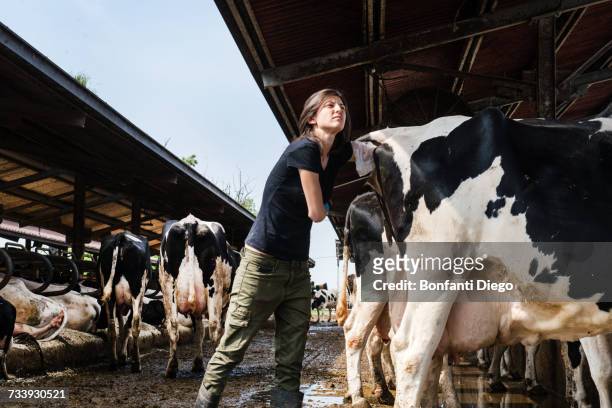 female organic farmer taking temperature from cows backside at dairy farm - animal body 個照片及圖片檔