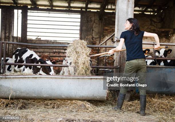 female organic farmer feeding pitch fork of hay to calves on dairy farm - fourche photos et images de collection