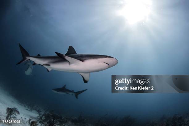 bull sharks, low angle view, underwater view, nassau, bahamas - bull shark stock pictures, royalty-free photos & images