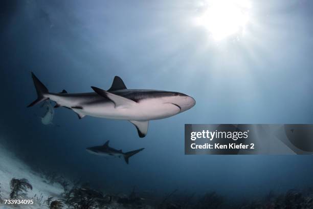 bull sharks, low angle view, underwater view, nassau, bahamas - bull shark 個照片及圖片檔