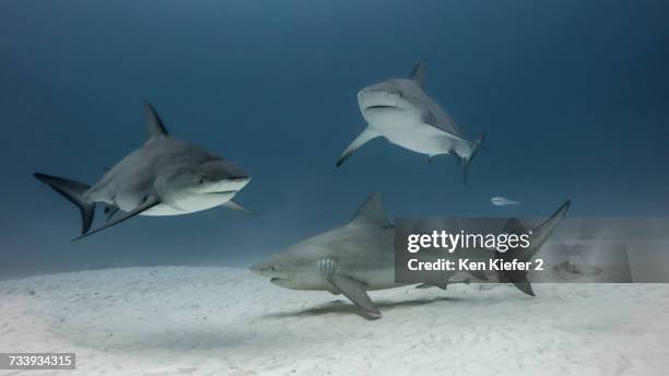 group of bull sharks, underwater view, playa del carmen, mexico - bull shark 個照片及圖片檔