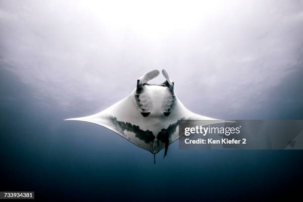 giant manta ray, underwater view, roca partida, mexico - manta ray stock pictures, royalty-free photos & images