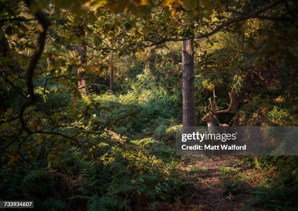 deer in woodlands, west midlands, uk - wild west ストックフォトと画像