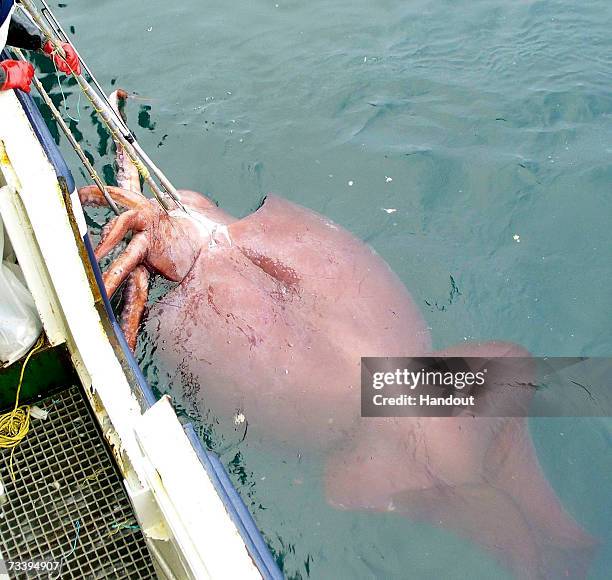 In the handout photo provided by the New Zealand Ministry of Fisheries, the world's first intact adult male colossal squid is brought on board the...