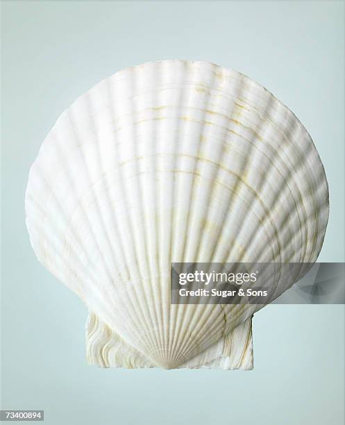 Clamshell White Color 461 Clamshell Stock Photos, High-Res Pictures, and Images - Getty Images