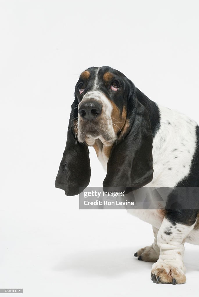 Bassett hound, close-up