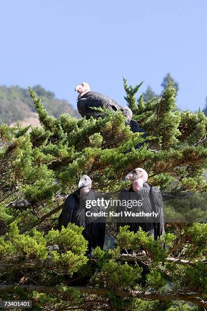 california condors on tree - california condor stock pictures, royalty-free photos & images