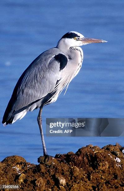 Picture taken 30 January 2007 shows a Grey Heron stands on the shore of Lake Kerkini, a protected wildlife habitat in northern Greece. Wild birds are...