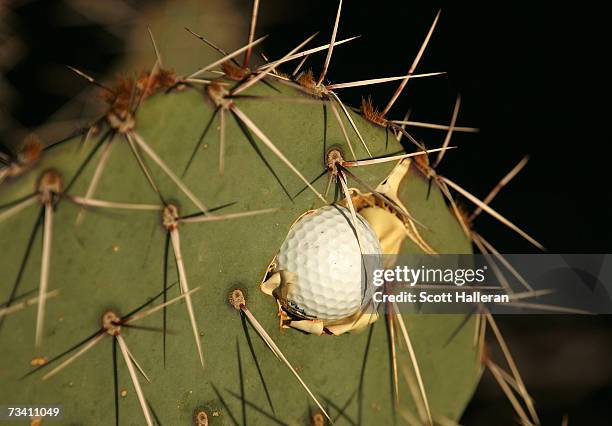 Golf ball imbedded in a cactus on the practice ground during the fourth round of the WGC-Accenture Match Play Championships on February 24, 2007 at...