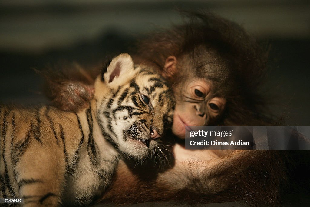 Endangered Sumatran Tiger Cubs Born In Indonesia