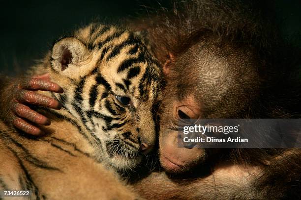 Dema the 26-day-old endangered Sumatran Tiger cub cuddles up to 5-month-old female Orangutan, Irma at the 'Taman Safari Indonesia' Animal Hospital,...