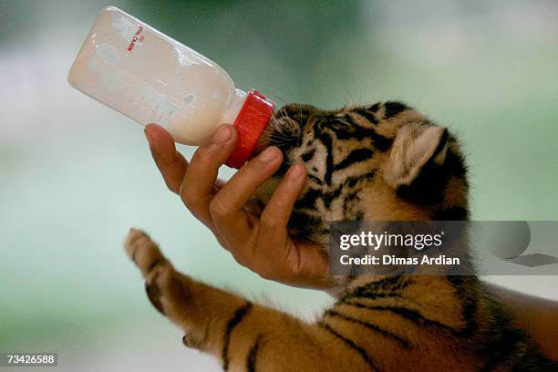 Dema the 26-day-old endangered Sumatran Tiger cub is fed by paramedic and an animal keeper Sri Wahyuningsih at the 'Taman Safari Indonesia' Animal...