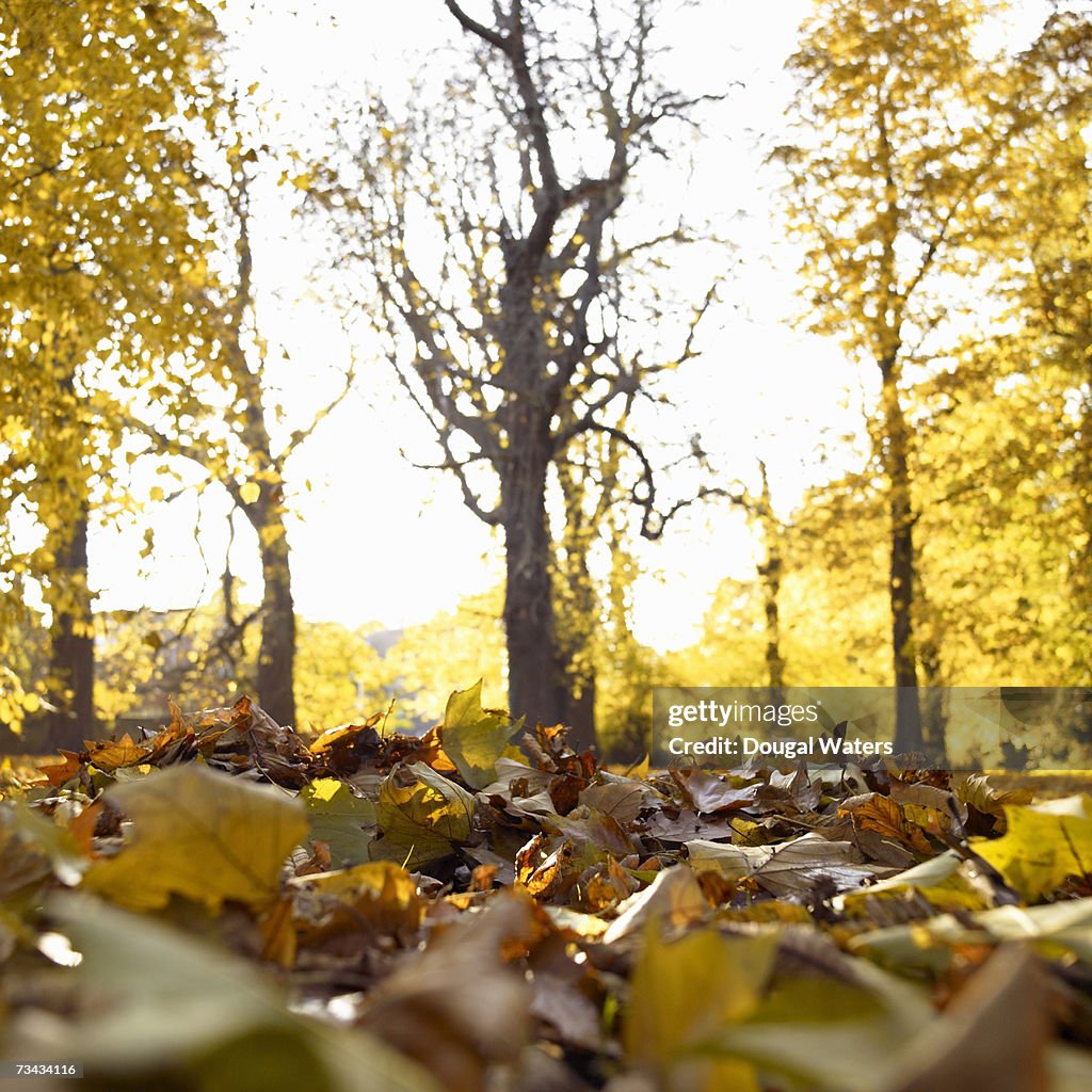 Autumn leaves in woodland, ground view