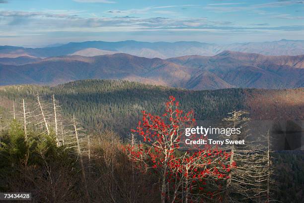 usa, tennessee, great smoky mountains national park, clingman's dome - clingman's dome 個照片及圖片檔