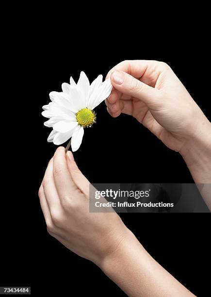 female hands pulling petals from daisy, close-up - 花びら占い ストックフォトと画像
