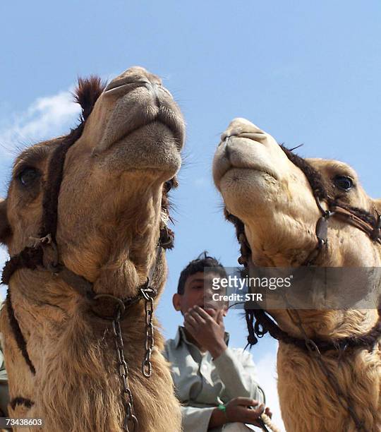 Camels wait their turn to participate in a traditional race in the al-Fayed track grounds in the Egyptian city of Ismailia, 100 kms northeast of...
