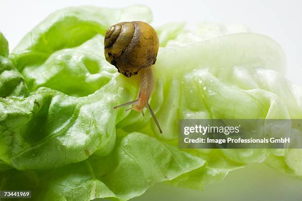 a snail on a lettuce leaf - gastropod stock pictures, royalty-free photos & images