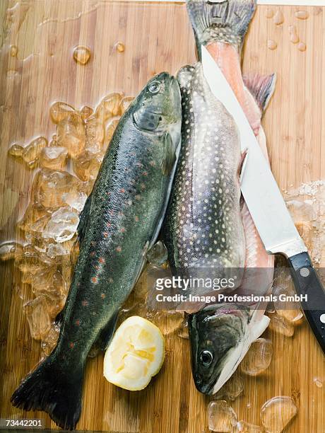 fresh charr, lemon, ice cubes and knife - speckled trout stock-fotos und bilder