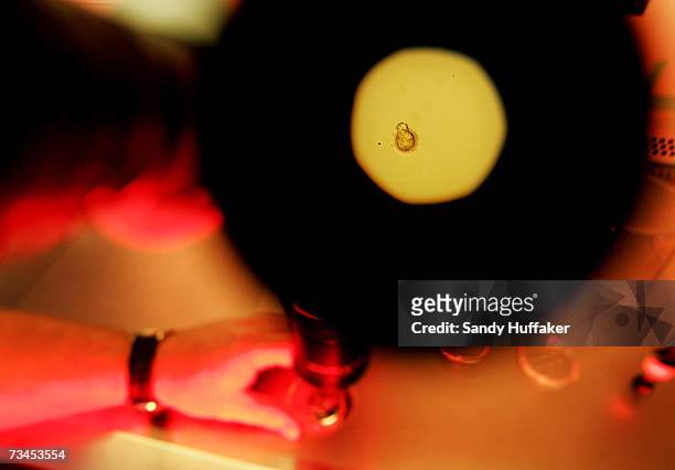 Donated human embryo is seen through a microscope at the La Jolla IVF Clinic February 28, 2007 in La Jolla, California. The clinic accepts donated...